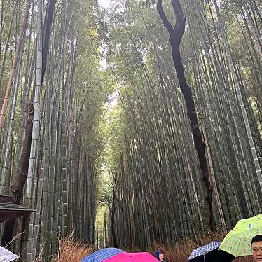 嵯峨野竹林の道のundefinedに実際訪問訪問したユーザーunknownさんが新しく投稿した新着口コミの写真