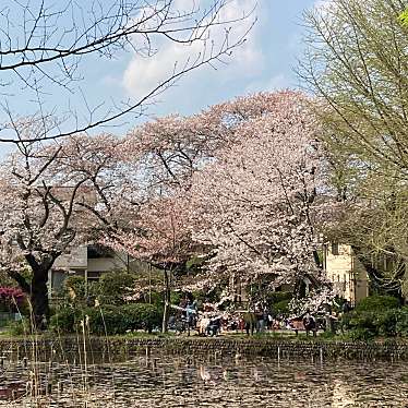 実際訪問したユーザーが直接撮影して投稿した善福寺公園善福寺公園の写真