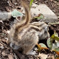 実際訪問したユーザーが直接撮影して投稿した見沼動物園りすの家の写真