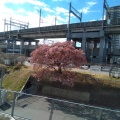 実際訪問したユーザーが直接撮影して投稿した錦町桜の名所大宮操の桜の写真