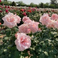 実際訪問したユーザーが直接撮影して投稿した撫川植物園 / 樹木園RSKバラ園の写真