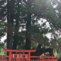 実際訪問したユーザーが直接撮影して投稿した香椎神社香椎宮の写真