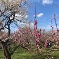 実際訪問したユーザーが直接撮影して投稿した常磐町庭園偕楽園の写真