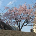 実際訪問したユーザーが直接撮影して投稿した平井河川旧中川 河津桜の写真