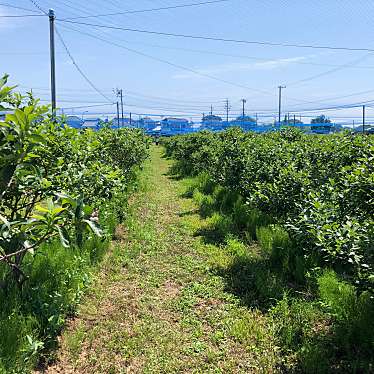 実際訪問したユーザーが直接撮影して投稿した海津町帆引新田ブルーベリー狩り木曽三川ブルーベリーの里の写真