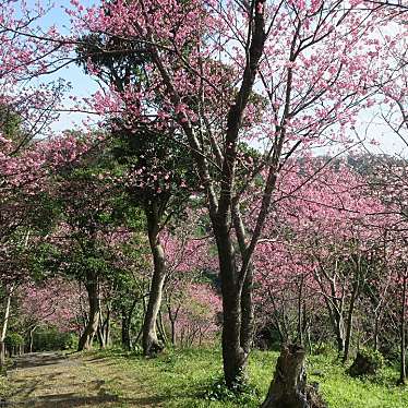 実際訪問したユーザーが直接撮影して投稿した並里公園八重岳 桜の森公園の写真