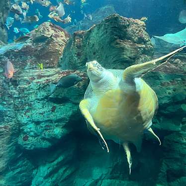 大分マリーンパレス水族館 うみたまごのundefinedに実際訪問訪問したユーザーunknownさんが新しく投稿した新着口コミの写真