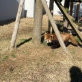 実際訪問したユーザーが直接撮影して投稿した桜町動物園鯖江市 西山動物園の写真