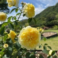 実際訪問したユーザーが直接撮影して投稿した平川町公園錦江湾公園の写真