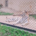 実際訪問したユーザーが直接撮影して投稿した安佐町大字動物園動物園広島市安佐動物公園の写真