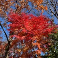 実際訪問したユーザーが直接撮影して投稿した三波川公園桜山公園の写真