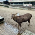 実際訪問したユーザーが直接撮影して投稿した登大路町博物館奈良国立博物館の写真