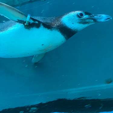 上越市立水族博物館 うみがたりのundefinedに実際訪問訪問したユーザーunknownさんが新しく投稿した新着口コミの写真