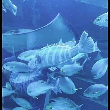 新潟市水族館 マリンピア日本海のundefinedに実際訪問訪問したユーザーunknownさんが新しく投稿した新着口コミの写真