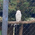 実際訪問したユーザーが直接撮影して投稿した東旭川町倉沼動物園シロフクロウ舎の写真