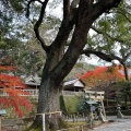 実際訪問したユーザーが直接撮影して投稿した八坂神社事任八幡宮の写真