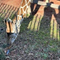 実際訪問したユーザーが直接撮影して投稿した程久保動物園多摩動物公園の写真