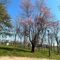 実際訪問したユーザーが直接撮影して投稿した東光町公園泉の沼公園の写真