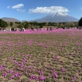 実際訪問したユーザーが直接撮影して投稿した本栖桜の名所富士芝桜まつりの写真