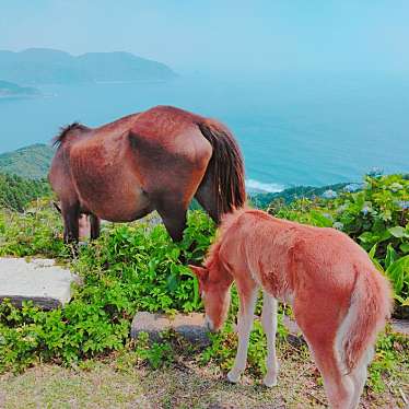 Mrsエセグルメさんが投稿した大納海岸 / 岬のお店都井岬/トイミサキの写真