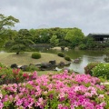 実際訪問したユーザーが直接撮影して投稿した千里万博公園庭園日本庭園の写真