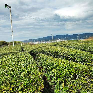 実際訪問したユーザーが直接撮影して投稿した本庭園茶畑の写真