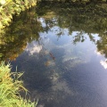 実際訪問したユーザーが直接撮影して投稿した忍草湖沼 / 池忍野八海 銚子池の写真