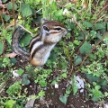 実際訪問したユーザーが直接撮影して投稿した見沼動物園りすの家の写真