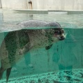 実際訪問したユーザーが直接撮影して投稿した若宮町水族館 / アクアリウム神戸市立須磨海浜水族園の写真