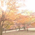 実際訪問したユーザーが直接撮影して投稿した土田山 / 峠鳩吹山の写真