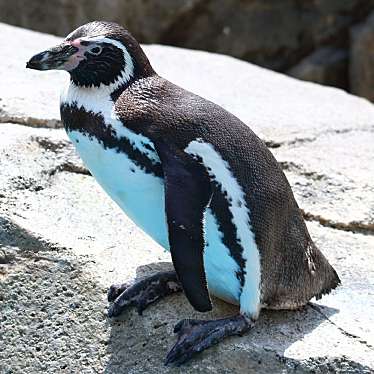 仙台うみの杜水族館のundefinedに実際訪問訪問したユーザーunknownさんが新しく投稿した新着口コミの写真