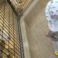 実際訪問したユーザーが直接撮影して投稿した綾羽動物園五月山動物園の写真