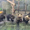 実際訪問したユーザーが直接撮影して投稿した登別温泉町動物園のぼりべつクマ牧場の写真