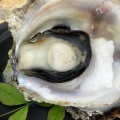 岩牡蠣 - 実際訪問したユーザーが直接撮影して投稿した磯部町迫間魚介 / 海鮮料理お食事処祭の写真のメニュー情報