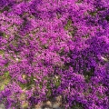 実際訪問したユーザーが直接撮影して投稿した大森花のきれいなスポット立谷川の芝桜の写真
