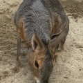 実際訪問したユーザーが直接撮影して投稿した港島南町動物園神戸どうぶつ王国の写真