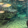 実際訪問したユーザーが直接撮影して投稿した鹿子前町水族館 / アクアリウム九十九島水族館 海きららの写真