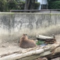 実際訪問したユーザーが直接撮影して投稿した本町居酒屋にんじんの写真