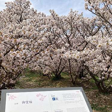 実際訪問したユーザーが直接撮影して投稿した御室大内桜の名所御室桜の写真