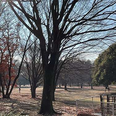 実際訪問したユーザーが直接撮影して投稿した砧公園広場ねむのき広場の写真