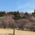 実際訪問したユーザーが直接撮影して投稿した布施公園あけぼの山農業公園の写真