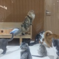 実際訪問したユーザーが直接撮影して投稿した寿町カフェ猫カフェ Moff animal cafe アリオ倉敷店の写真