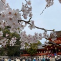 実際訪問したユーザーが直接撮影して投稿した八幡在応寺その他飲食店さくらであい館の写真