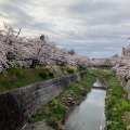 実際訪問したユーザーが直接撮影して投稿した田辺通散策路山崎川四季の道の写真