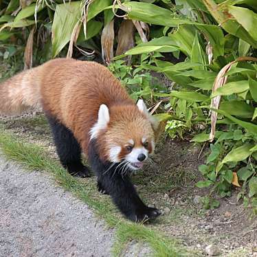 神戸市立王子動物園のundefinedに実際訪問訪問したユーザーunknownさんが新しく投稿した新着口コミの写真