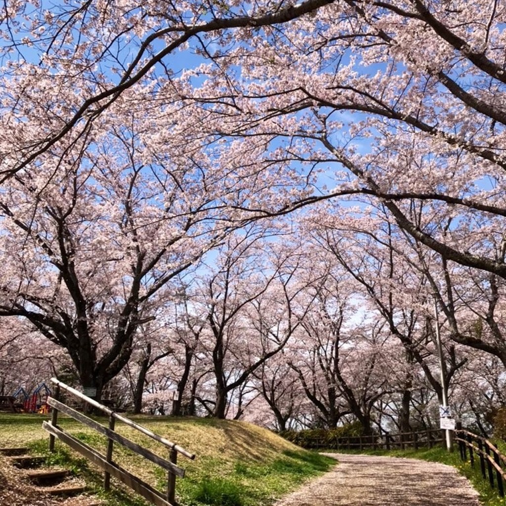 経巡鯉画龍さんが投稿した師戸公園のお店印旛沼公園/インバヌマコウエンの写真