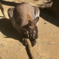 実際訪問したユーザーが直接撮影して投稿した富戸動物園伊豆シャボテン動物公園の写真