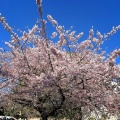 実際訪問したユーザーが直接撮影して投稿した上野公園公園上野恩賜公園の写真