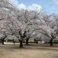 実際訪問したユーザーが直接撮影して投稿した平野バーベキュー場木場公園バーベキュー広場の写真