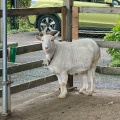 実際訪問したユーザーが直接撮影して投稿した動物園悠久山小動物園の写真